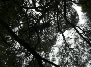 Palmizana_52